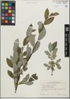 Foto von Salix glabra Scop. x Salix nigricans Sm.
